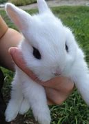 Image result for Cute Little Bunny