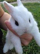 Image result for Adorable Fluffy Baby Bunnies