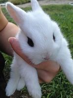 Image result for Blue Cute Baby Bunnies