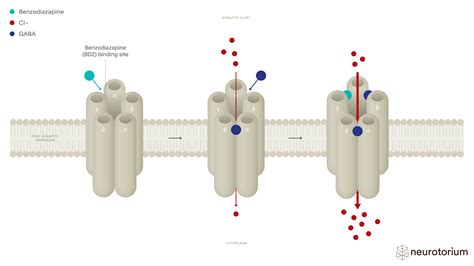 Mechanism of Action of the Benzodiazepines - Neurotorium