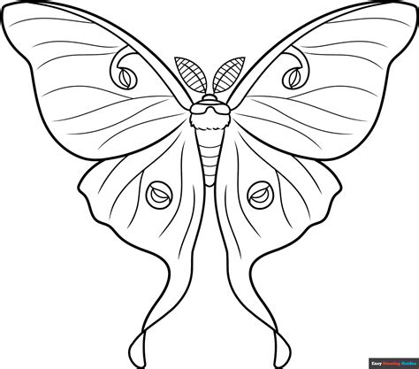 How to Draw a Luna Moth - Really Easy Drawing Tutorial