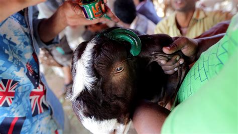 On Eid al-Adha, questioning Muslims’ passion for meat