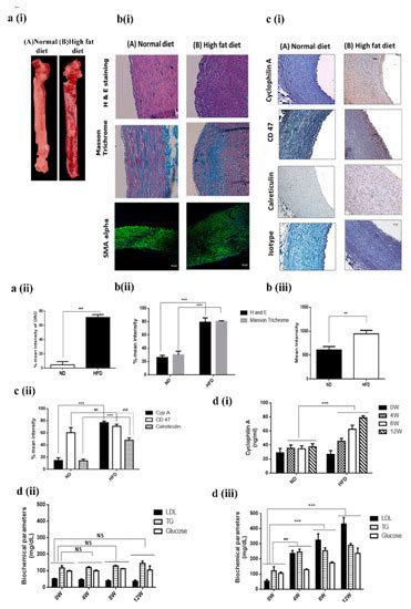 Cyclophilin A Impairs Efferocytosis and Accelerates Atherosclerosis by ...