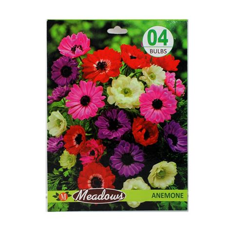 Anmol Garden - Hybrid Anemone Multiflora Mixed Variety (04 Bulbs) Best ...