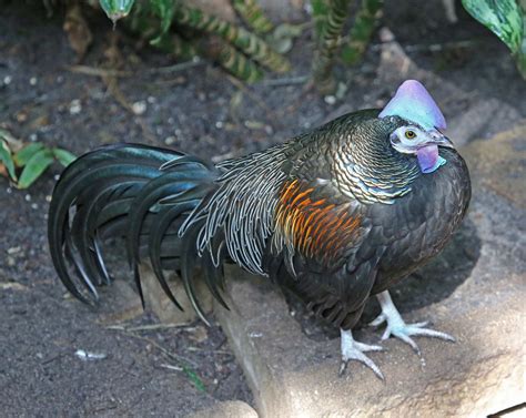 Green Jungle Fowl