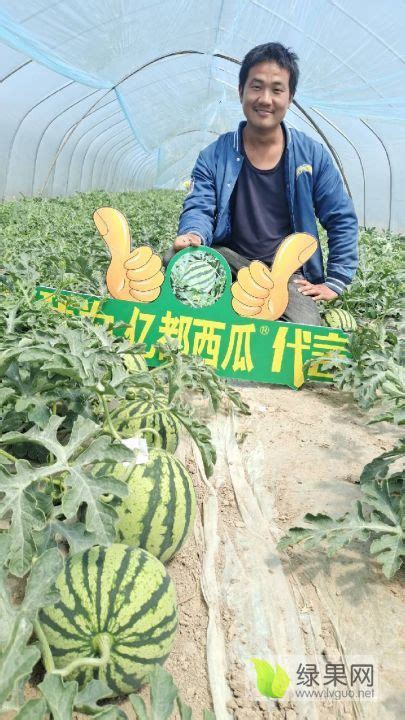 夏邑西瓜,夏邑,夏邑站_大山谷图库