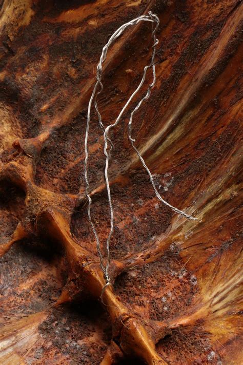 Loggerhead Turtle Shell 的图像结果