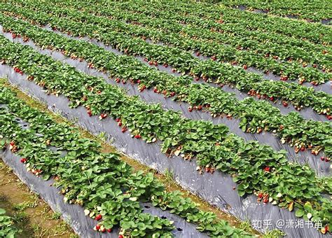 2021第一口冬草莓上线！成都周边采摘价格新鲜出炉_腾讯新闻