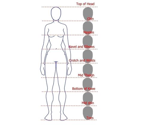 Female Body Proportions Drawing
