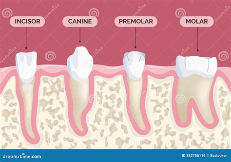 Teeth Types. Human Teeths Type Medical Banner, Molar Premolar Incisor ...