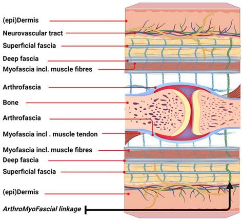 From Muscle–Bone Concept to the ArthroMyoFascial Complex: A Pragmatic ...