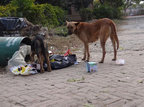 The bark side: Domestic dogs threaten endangered species worldwide