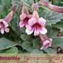 Image result for Rehmannia