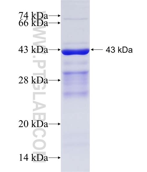 FAM62A Fusion Protein Ag16840 | Proteintech