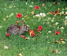 Image result for Vinca and Rabbits