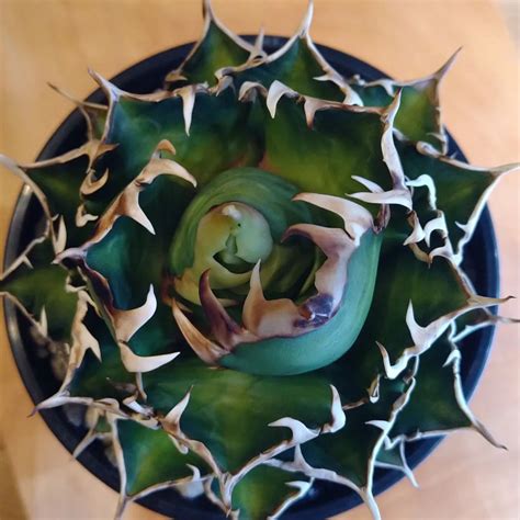 Image result for Turtle Python Code Creating Different Circle