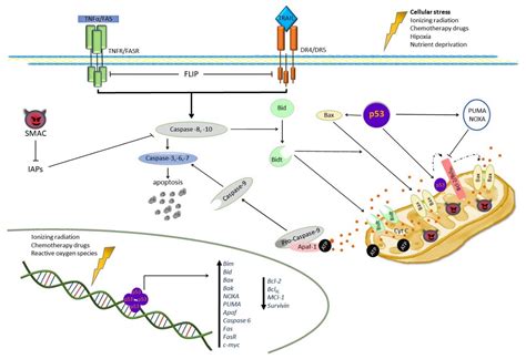 Crosstalk of the Wnt/β-Catenin Signaling Pathway in the Induction of ...