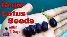 how to grow lotus from seed day ब ज स कमल उग य म त र 4 द न म how to grow lotus from how to grow lotus from seed day ब ज स कमल उग य म त र 4 द न म how to grow lotus from