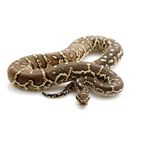 Angolan Python 的图像结果