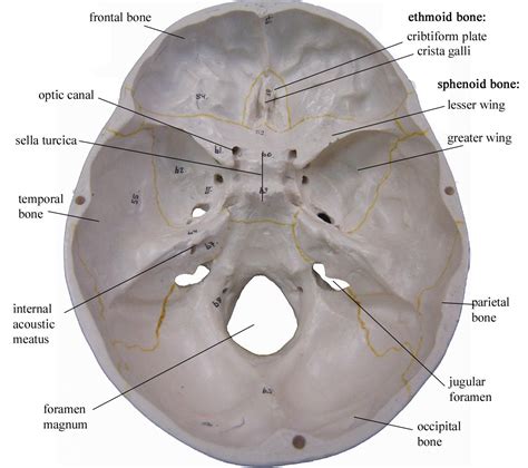Superior View Of Cranium