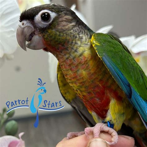 Baby Yellow Side Green Cheek Conure Available at Parrot Stars!