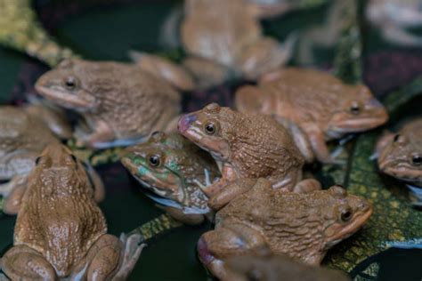 Image result for Frog Splits Stretch Tutorial