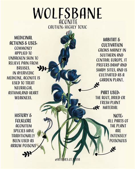 Wolfsbane - Discover it's Meaning and Benefits | Witch herbs, Green ...