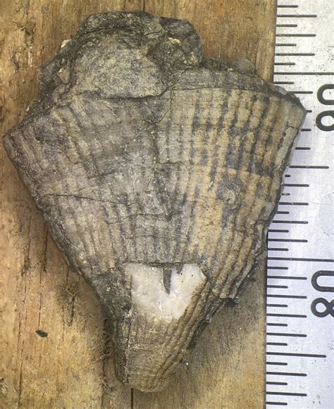 Horn Coral Fossils In Ohio