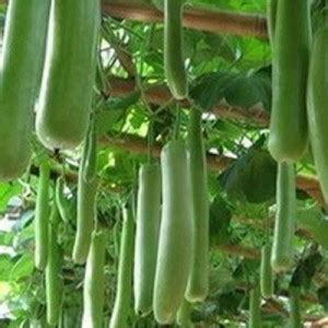 Gromax India Bottle Gourd Long Seeds Seed Price in India - Buy Gromax ...