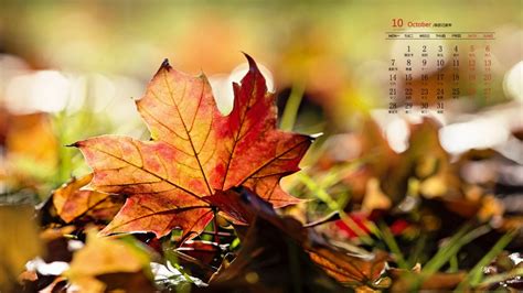 2019年10月金秋唯美日历壁纸图片,节日节气-靓丽图库