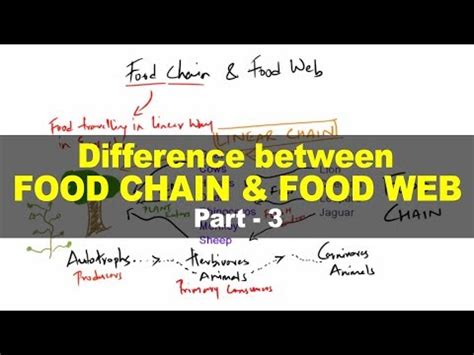 Food Chain and Food Web Video Lecture - Environment for UPSC CSE