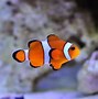 Image result for 咸水鱼 saltwater fishes