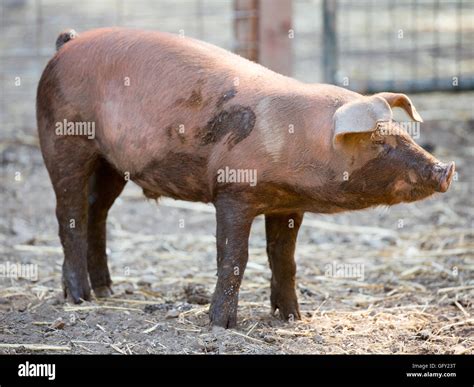 Red Wattle hog (Sus scrofa domesticus) standing in pig sty Stock Photo ...