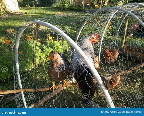 Hens and Cockerels in the Chicken Tractor Stock Photo - Image of white ...