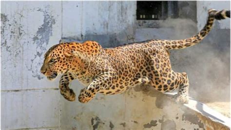 Rajasthan Leopard Attack: बाइक से जा रहे दो युवकों पर तेंदुए ने किया ...