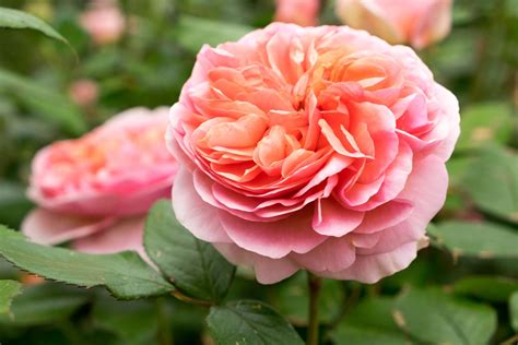 15 Flowering Plants With Large Blossoms