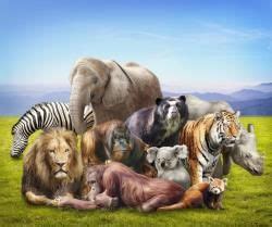 Animal Group Survival Chapter Notes - Science for Grade 3 PDF Download