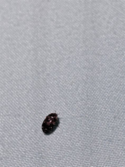 Carpet Beetle Larvae In Mattress