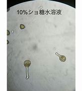 Image result for 花粉管