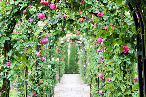 How to Encourage Plants and Flowers to Climb | Plants, Climbing plants ...