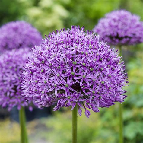 Planting Onion Allium at Marjorie Lockett blog