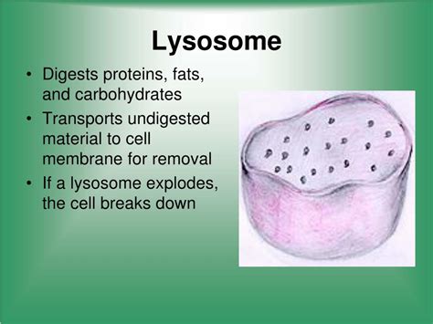 Cell Structure and Function 的图像结果