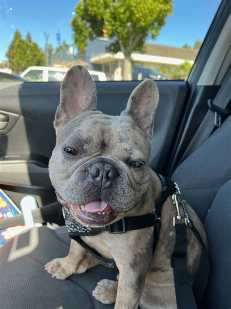 Debunking Dog Ownership Myths: Getting a Dog Doesn't Mean Giving Up Travel and Freedom | The ...