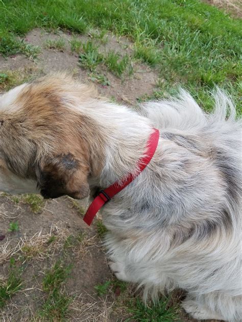 Barlow Trail Veterinary Clinic - 39231 Proctor Blvd, Sandy, OR 97055 ...