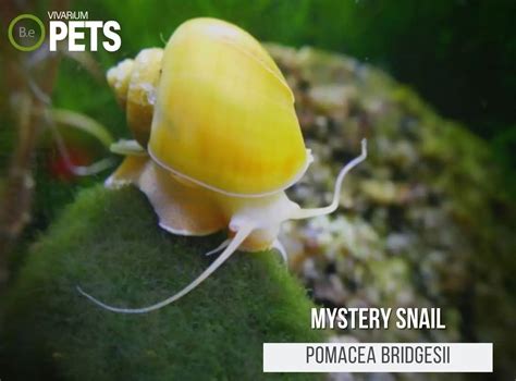 Mystery Snails: The Ultimate Pomacea Bridgesii Care Guide!