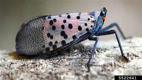 Invasive bug NYC: What to know about invasion of spotted lanternfly ...