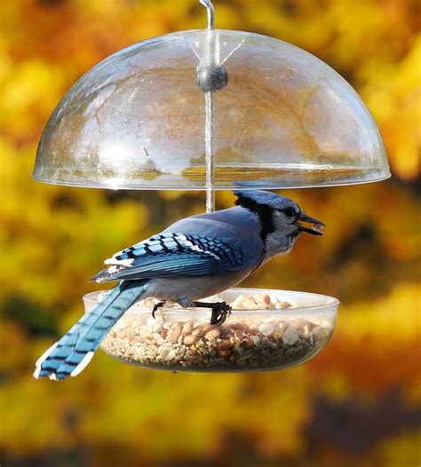 How to set up bird feeders in your backyard – Jacobi Jayne
