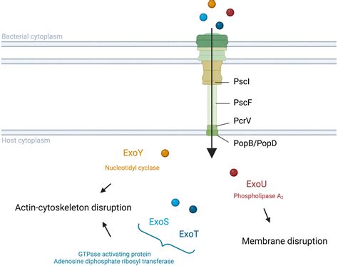 Frontiers | Modulation of the immune response by the Pseudomonas ...