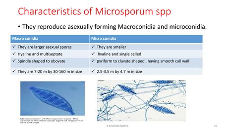 DERMATOPHYTES SUPERFICIAL MYCOSES K R.pptx