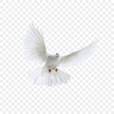 白色鸽子鸟类和平鸽png素材免费下载 - 觅知网